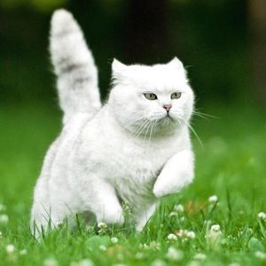 Meet your Posher, Melat